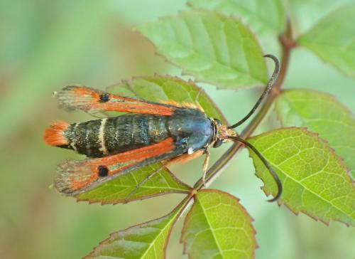 Réf. 185 014 : Pyropteron chrysidiformis